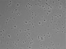 479-Ikebe-MorphResDL/CFIX_20220804_CFIX1_0009 thumbnail