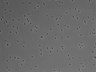 479-Ikebe-MorphResDL/CFIX_20220804_CFIX1_0012 thumbnail