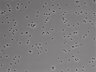 479-Ikebe-MorphResDL/CFIX_20220804_CFIX1_0016 thumbnail