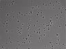 479-Ikebe-MorphResDL/CFIX_20220804_CFIX1_0019 thumbnail