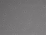 479-Ikebe-MorphResDL/CFIX_20220804_CFIX2_0001 thumbnail