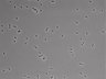479-Ikebe-MorphResDL/CFIX_20220804_CFIX2_0002 thumbnail