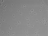 479-Ikebe-MorphResDL/CFIX_20220804_CFIX2_0003 thumbnail