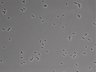 479-Ikebe-MorphResDL/CFIX_20220804_CFIX2_0006 thumbnail