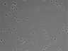 479-Ikebe-MorphResDL/CFIX_20220804_CFIX2_0008 thumbnail