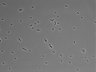 479-Ikebe-MorphResDL/CFIX_20220804_CFIX2_0010 thumbnail