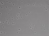 479-Ikebe-MorphResDL/CFIX_20220804_CFIX2_0014 thumbnail