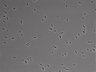 479-Ikebe-MorphResDL/CFIX_20220804_CFIX2_0016 thumbnail