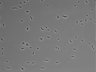 479-Ikebe-MorphResDL/CFIX_20220804_CFIX2_0020 thumbnail