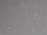 479-Ikebe-MorphResDL/CFIX_20220804_CFIX3_0001 thumbnail