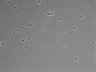 479-Ikebe-MorphResDL/CFIX_20220804_CFIX3_0004 thumbnail