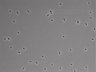 479-Ikebe-MorphResDL/CFIX_20220804_CFIX3_0005 thumbnail