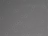 479-Ikebe-MorphResDL/CFIX_20220804_CFIX3_0007 thumbnail