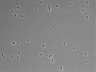 479-Ikebe-MorphResDL/CFIX_20220804_CFIX3_0009 thumbnail