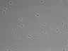 479-Ikebe-MorphResDL/CFIX_20220804_CFIX3_0011 thumbnail