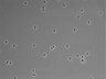 479-Ikebe-MorphResDL/CFIX_20220804_CFIX3_0012 thumbnail