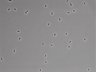 479-Ikebe-MorphResDL/CFIX_20220804_CFIX3_0017 thumbnail