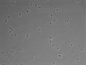 479-Ikebe-MorphResDL/CFIX_20220804_CFIX4_0002 thumbnail