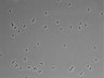 479-Ikebe-MorphResDL/CFIX_20220804_CFIX4_0003 thumbnail