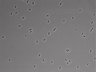 479-Ikebe-MorphResDL/CFIX_20220804_CFIX4_0004 thumbnail