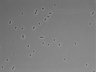 479-Ikebe-MorphResDL/CFIX_20220804_CFIX4_0006 thumbnail