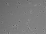 479-Ikebe-MorphResDL/CFIX_20220804_CFIX4_0017 thumbnail