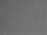 479-Ikebe-MorphResDL/CFIX_20220804_CFIX4_0018 thumbnail