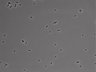 479-Ikebe-MorphResDL/CFIX_20220804_CFIX4_0020 thumbnail