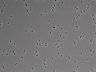 479-Ikebe-MorphResDL/CFIX_20220804_P_0002 thumbnail