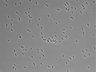 479-Ikebe-MorphResDL/CFIX_20220804_P_0012 thumbnail
