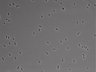 479-Ikebe-MorphResDL/CFIX_20220804_P_0019 thumbnail