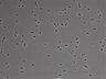 479-Ikebe-MorphResDL/CFIX_20220925_CFIX1_0001 thumbnail