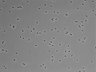 479-Ikebe-MorphResDL/CFIX_20220925_CFIX1_0002 thumbnail