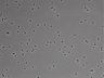 479-Ikebe-MorphResDL/CFIX_20220925_CFIX1_0007 thumbnail