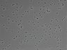 479-Ikebe-MorphResDL/CFIX_20220925_CFIX1_0009 thumbnail