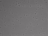 479-Ikebe-MorphResDL/CFIX_20220925_CFIX1_0016 thumbnail