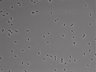 479-Ikebe-MorphResDL/CFIX_20220925_CFIX2_0004 thumbnail