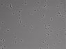 479-Ikebe-MorphResDL/CFIX_20220925_CFIX2_0005 thumbnail