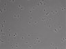 479-Ikebe-MorphResDL/CFIX_20220925_CFIX2_0006 thumbnail