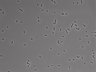 479-Ikebe-MorphResDL/CFIX_20220925_CFIX2_0007 thumbnail
