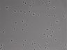 479-Ikebe-MorphResDL/CFIX_20220925_CFIX2_0013 thumbnail