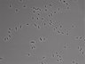 479-Ikebe-MorphResDL/CFIX_20220925_CFIX2_0017 thumbnail