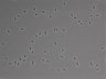 479-Ikebe-MorphResDL/CFIX_20220925_CFIX2_0019 thumbnail