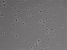 479-Ikebe-MorphResDL/CFIX_20220925_CFIX3_0004 thumbnail