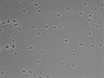 479-Ikebe-MorphResDL/CFIX_20220925_CFIX3_0007 thumbnail