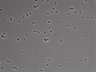 479-Ikebe-MorphResDL/CFIX_20220925_CFIX3_0009 thumbnail