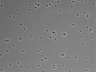 479-Ikebe-MorphResDL/CFIX_20220925_CFIX3_0010 thumbnail