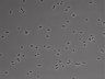 479-Ikebe-MorphResDL/CFIX_20220925_CFIX3_0012 thumbnail
