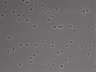 479-Ikebe-MorphResDL/CFIX_20220925_CFIX3_0015 thumbnail