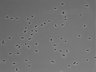 479-Ikebe-MorphResDL/CFIX_20220925_CFIX3_0016 thumbnail
